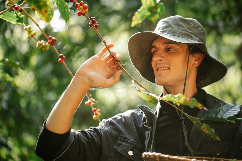 Male harvester in panama hat collecting coffee berries from plant branch in countryside on sunny day
